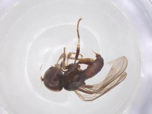  ( - BIOUG34383-F03)  @11 [ ] CreativeCommons - Attribution Share - Alike (2025) Centre for Biodiversity Genomics Centre for Biodiversity Genomics