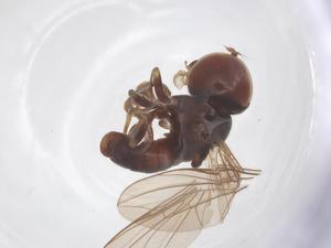  ( - BIOUG34384-B09)  @11 [ ] CreativeCommons - Attribution Share - Alike (2025) Centre for Biodiversity Genomics Centre for Biodiversity Genomics