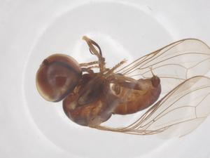  ( - BIOUG34387-A01)  @11 [ ] CreativeCommons - Attribution Share - Alike (2025) Centre for Biodiversity Genomics Centre for Biodiversity Genomics