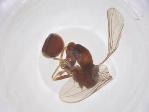  ( - BIOUG34387-C02)  @11 [ ] CreativeCommons - Attribution Share - Alike (2025) Centre for Biodiversity Genomics Centre for Biodiversity Genomics