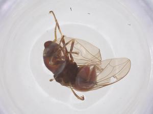  ( - BIOUG34388-B06)  @11 [ ] CreativeCommons - Attribution Share - Alike (2025) Centre for Biodiversity Genomics Centre for Biodiversity Genomics