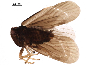  ( - BIOUG34442-B07)  @11 [ ] CreativeCommons - Attribution (2017) CBG Photography Group Centre for Biodiversity Genomics