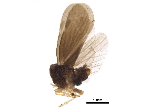  ( - BIOUG34442-E05)  @13 [ ] CreativeCommons - Attribution (2017) CBG Photography Group Centre for Biodiversity Genomics