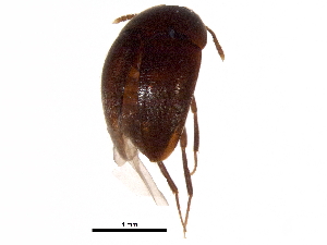  (Nemadus - BIOUG35123-F11)  @14 [ ] CreativeCommons - Attribution (2017) CBG Photography Group Centre for Biodiversity Genomics
