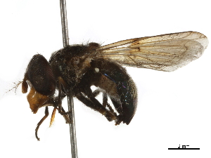  ( - BIOUG35583-D01)  @11 [ ] CreativeCommons - Attribution (2019) CBG Photography Group Centre for Biodiversity Genomics