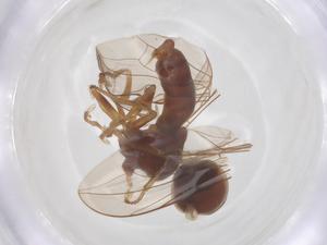  ( - BIOUG32906-B03)  @11 [ ] CreativeCommons - Attribution Share - Alike (2025) Centre for Biodiversity Genomics Centre for Biodiversity Genomics