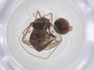  ( - BIOUG33323-B09)  @11 [ ] CreativeCommons - Attribution Share - Alike (2025) Centre for Biodiversity Genomics Centre for Biodiversity Genomics