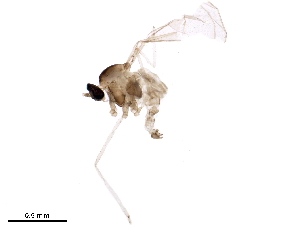  (Dasineura carbonaria - BIOUG34601-H05)  @11 [ ] CreativeCommons - Attribution (2017) CBG Photography Group Centre for Biodiversity Genomics