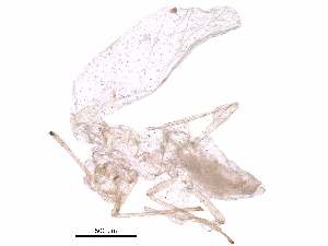  ( - BIOUG34785-B07)  @11 [ ] CreativeCommons - Attribution (2017) CBG Photography Group Centre for Biodiversity Genomics