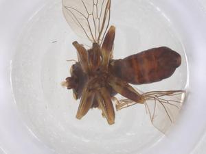  ( - BIOUG34915-H07)  @11 [ ] CreativeCommons - Attribution Share - Alike (2025) Centre for Biodiversity Genomics Centre for Biodiversity Genomics