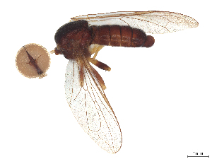  ( - BIOUG34915-H07)  @11 [ ] CreativeCommons - Attribution (2025) CBG Photography Group Centre for Biodiversity Genomics