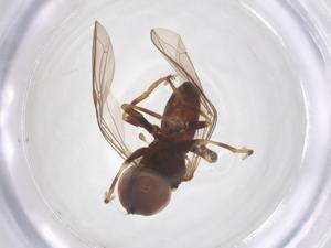  ( - BIOUG35210-D01)  @11 [ ] CreativeCommons - Attribution Share - Alike (2025) Centre for Biodiversity Genomics Centre for Biodiversity Genomics