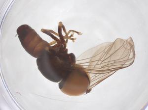  ( - BIOUG35210-D05)  @11 [ ] CreativeCommons - Attribution Share - Alike (2025) Centre for Biodiversity Genomics Centre for Biodiversity Genomics