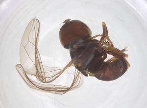  ( - BIOUG35210-H11)  @11 [ ] CreativeCommons - Attribution Share - Alike (2025) Centre for Biodiversity Genomics Centre for Biodiversity Genomics