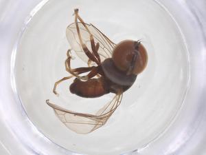  ( - BIOUG35212-H01)  @11 [ ] CreativeCommons - Attribution Share - Alike (2025) Centre for Biodiversity Genomics Centre for Biodiversity Genomics