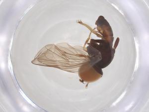  ( - BIOUG35215-A11)  @11 [ ] CreativeCommons - Attribution Share - Alike (2025) Centre for Biodiversity Genomics Centre for Biodiversity Genomics