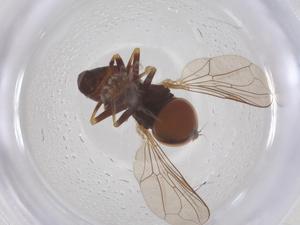  ( - BIOUG35216-G01)  @11 [ ] CreativeCommons - Attribution Share - Alike (2025) Centre for Biodiversity Genomics Centre for Biodiversity Genomics