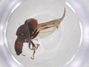  ( - BIOUG35217-B04)  @11 [ ] CreativeCommons - Attribution Share - Alike (2025) Centre for Biodiversity Genomics Centre for Biodiversity Genomics