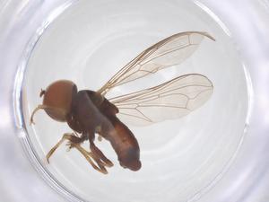  ( - BIOUG35217-F06)  @11 [ ] CreativeCommons - Attribution Share - Alike (2025) Centre for Biodiversity Genomics Centre for Biodiversity Genomics