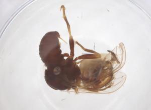  ( - BIOUG35217-G09)  @11 [ ] CreativeCommons - Attribution Share - Alike (2025) Centre for Biodiversity Genomics Centre for Biodiversity Genomics