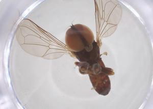  ( - BIOUG35218-G12)  @11 [ ] CreativeCommons - Attribution Share - Alike (2025) Centre for Biodiversity Genomics Centre for Biodiversity Genomics