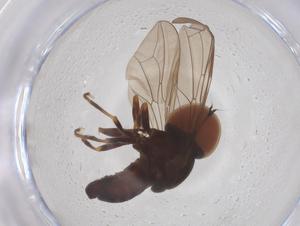  ( - BIOUG35239-H02)  @11 [ ] CreativeCommons - Attribution Share - Alike (2025) Centre for Biodiversity Genomics Centre for Biodiversity Genomics