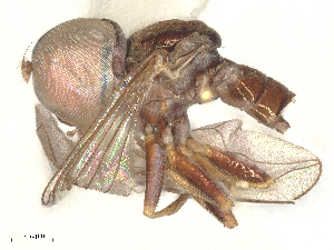  ( - BIOUG35316-F01)  @11 [ ] CreativeCommons - Attribution Share - Alike (2025) CBG Photography Group Centre for Biodiversity Genomics