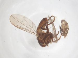  ( - BIOUG35858-H02)  @11 [ ] CreativeCommons - Attribution Share - Alike (2025) Centre for Biodiversity Genomics Centre for Biodiversity Genomics