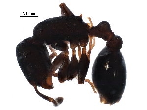  ( - BIOUG33535-C09)  @13 [ ] CreativeCommons - Attribution (2017) CBG Photography Group Centre for Biodiversity Genomics