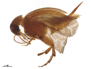  ( - BIOUG35075-A11)  @11 [ ] CreativeCommons - Attribution Share - Alike (2025) CBG Photography Group Centre for Biodiversity Genomics