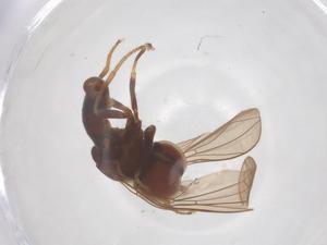  ( - BIOUG35283-F05)  @11 [ ] CreativeCommons - Attribution Share - Alike (2025) Centre for Biodiversity Genomics Centre for Biodiversity Genomics