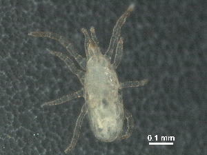  ( - BIOUG33503-F10)  @11 [ ] CreativeCommons - Attribution (2017) CBG Photography Group Centre for Biodiversity Genomics