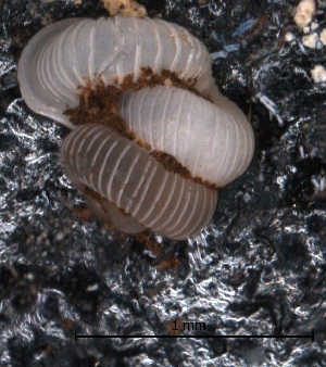  (Opisthostoma brachyacrum lambii - O_160)  @12 [ ] CreativeCommons - Attribution Non-Commercial Share-Alike  Liew Thor-Seng Universiti Malaysia Sabah