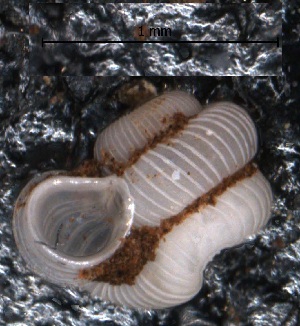  (Opisthostoma brachyacrum lambii - O_161)  @12 [ ] CreativeCommons - Attribution Non-Commercial Share-Alike  Liew Thor-Seng Universiti Malaysia Sabah
