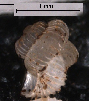  (Opisthostoma paulucciae - O_166)  @12 [ ] CreativeCommons - Attribution Non-Commercial Share-Alike  Liew Thor-Seng Universiti Malaysia Sabah