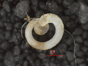  (Opisthostoma vermiculum - O_217)  @11 [ ] CreativeCommons - Attribution Non-Commercial Share-Alike  Liew Thor-Seng Universiti Malaysia Sabah