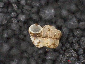  (Opisthostoma planiapex - O_219)  @13 [ ] CreativeCommons - Attribution Non-Commercial Share-Alike  Liew Thor-Seng Universiti Malaysia Sabah