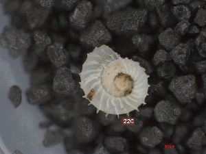  (Opisthostoma trapezium - O_220)  @11 [ ] CreativeCommons - Attribution Non-Commercial Share-Alike  Liew Thor-Seng Universiti Malaysia Sabah