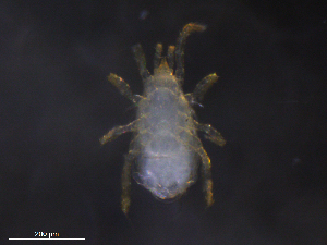  ( - BIOUG34749-C05)  @11 [ ] CreativeCommons - Attribution (2019) CBG Photography Group Centre for Biodiversity Genomics