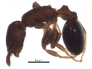 ( - BIOUG34867-A07)  @13 [ ] CreativeCommons - Attribution (2017) CBG Photography Group Centre for Biodiversity Genomics