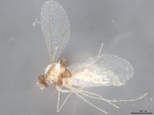  ( - BIOUG34868-C01)  @11 [ ] CreativeCommons - Attribution (2022) CBG Photography Group Centre for Biodiversity Genomics