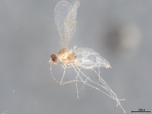  ( - BIOUG34868-F03)  @11 [ ] CreativeCommons - Attribution (2022) CBG Photography Group Centre for Biodiversity Genomics