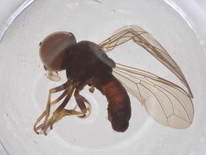  ( - BIOUG33030-F07)  @11 [ ] CreativeCommons - Attribution Share - Alike (2025) Centre for Biodiversity Genomics Centre for Biodiversity Genomics