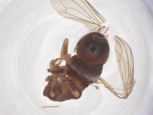  ( - BIOUG33919-G03)  @11 [ ] CreativeCommons - Attribution Share - Alike (2025) Centre for Biodiversity Genomics Centre for Biodiversity Genomics