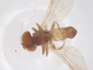  ( - BIOUG34469-D05)  @11 [ ] CreativeCommons - Attribution Share - Alike (2025) Centre for Biodiversity Genomics Centre for Biodiversity Genomics