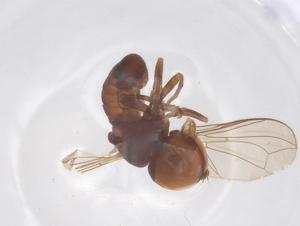  ( - BIOUG34469-F01)  @11 [ ] CreativeCommons - Attribution Share - Alike (2025) Centre for Biodiversity Genomics Centre for Biodiversity Genomics