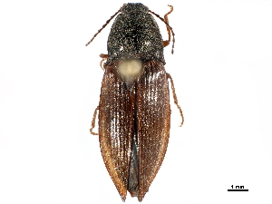  ( - BIOUG33792-C08)  @11 [ ] CreativeCommons - Attribution (2018) CBG Photography Group Centre for Biodiversity Genomics