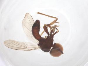  ( - BIOUG34525-E02)  @11 [ ] CreativeCommons - Attribution Share - Alike (2025) Centre for Biodiversity Genomics Centre for Biodiversity Genomics