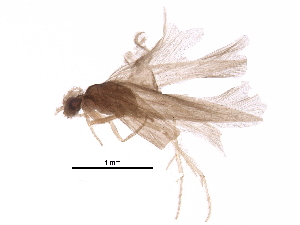  (Hydroptila modica - BIOUG35017-D08)  @14 [ ] CreativeCommons - Attribution (2017) CBG Photography Group Centre for Biodiversity Genomics