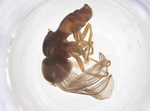  ( - BIOUG35696-D11)  @11 [ ] CreativeCommons - Attribution Share - Alike (2025) Centre for Biodiversity Genomics Centre for Biodiversity Genomics